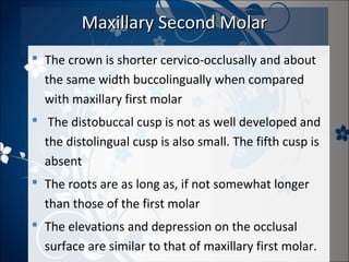 Maxillary Second Molar
 The crown is shorter cervico-occlusally and about
the same width buccolingually when compared
with maxillary first molar
 The distobuccal cusp is not as well developed and
the distolingual cusp is also small. The fifth cusp is
absent
 The roots are as long as, if not somewhat longer
than those of the first molar
 The elevations and depression on the occlusal
surface are similar to that of maxillary first molar.

 