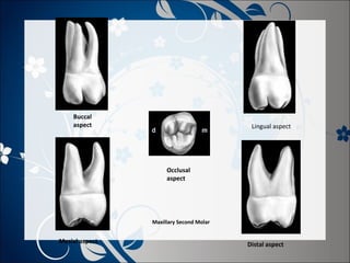 Buccal
aspect

Lingual aspect

Occlusal
aspect

Maxillary Second Molar

Mesial aspect

Distal aspect

 