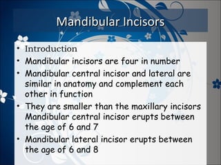 Mandibular Incisors
• Introduction
• Mandibular incisors are four in number
• Mandibular central incisor and lateral are
similar in anatomy and complement each
other in function
• They are smaller than the maxillary incisors
Mandibular central incisor erupts between
the age of 6 and 7
• Mandibular lateral incisor erupts between
the age of 6 and 8

 