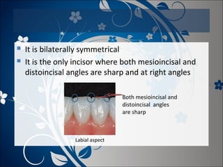 


It is bilaterally symmetrical
It is the only incisor where both mesioincisal and
distoincisal angles are sharp and at right angles
Both mesioincisal and
distoincisal angles
are sharp

Labial aspect

 
