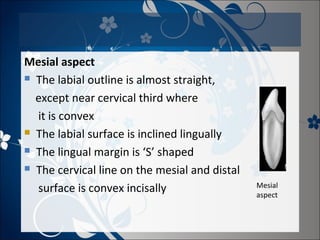 Mesial aspect
 The labial outline is almost straight,
except near cervical third where
it is convex
 The labial surface is inclined lingually
 The lingual margin is ‘S’ shaped
 The cervical line on the mesial and distal
surface is convex incisally

Mesial
aspect

 