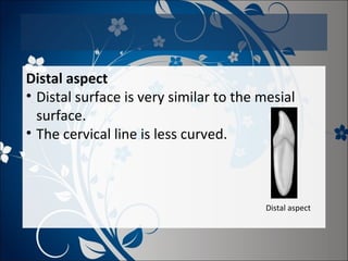 Distal aspect
• Distal surface is very similar to the mesial
surface.
• The cervical line is less curved.

Distal aspect

 