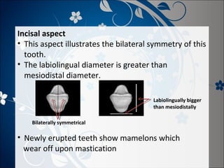 Incisal aspect
• This aspect illustrates the bilateral symmetry of this
tooth.
• The labiolingual diameter is greater than
mesiodistal diameter.
Labiolingually bigger
than mesiodistally
Bilaterally symmetrical

• Newly erupted teeth show mamelons which
wear off upon mastication

 