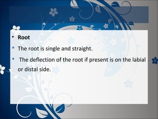 • Root
 The root is single and straight.
 The deflection of the root if present is on the labial
or distal side.

 