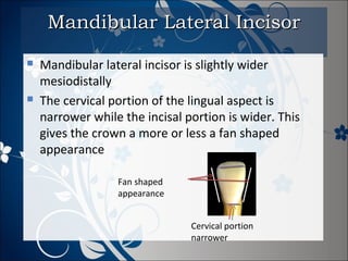 Mandibular Lateral Incisor




Mandibular lateral incisor is slightly wider
mesiodistally
The cervical portion of the lingual aspect is
narrower while the incisal portion is wider. This
gives the crown a more or less a fan shaped
appearance
Fan shaped
appearance
Cervical portion
narrower

 