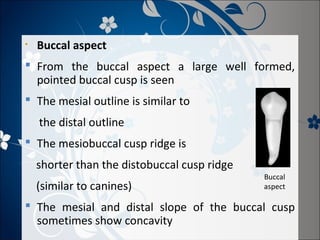 •

Buccal aspect

 From the buccal aspect a large well formed,
pointed buccal cusp is seen
 The mesial outline is similar to
the distal outline
 The mesiobuccal cusp ridge is
shorter than the distobuccal cusp ridge
(similar to canines)

Buccal
aspect

 The mesial and distal slope of the buccal cusp
sometimes show concavity

 