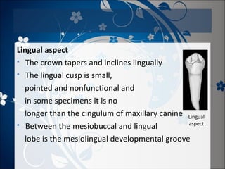Lingual aspect
 The crown tapers and inclines lingually
 The lingual cusp is small,
pointed and nonfunctional and
in some specimens it is no
longer than the cingulum of maxillary canine Lingual
aspect
 Between the mesiobuccal and lingual
lobe is the mesiolingual developmental groove

 