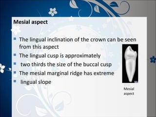 Mesial aspect







The lingual inclination of the crown can be seen
from this aspect
The lingual cusp is approximately
two thirds the size of the buccal cusp
The mesial marginal ridge has extreme
lingual slope
Mesial
aspect

 