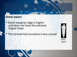 Distal aspect
 Distal marginal ridge is higher
and does not have the extreme
lingual slope
 The cervical line curvature is less curved
Distal
aspect

 