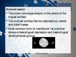 Occlusal aspect
 The crown converges sharply to the centre of the
lingual surface
 The occlusal surface has two depressions; mesial
and distal fossae
 Most common form of mandibular 1st premolar
shows a mesiolingual depression and mesiolingual
developmental groove

Occlusal aspect

 