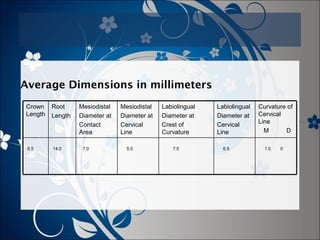 Average Dimensions in millimeters
Crown
Length

Root
Length

8.5

14.0

Mesiodistal
Diameter at
Contact
Area
7.0

Mesiodistal
Diameter at
Cervical
Line
5.0

Labiolingual
Diameter at
Crest of
Curvature
7.5

Labiolingual
Diameter at
Cervical
Line
6.5

Curvature of
Cervical
Line
M
D
1.0

0

 