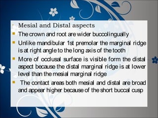 •







Mesial and Distal aspects
The crown and root are wider buccolingually
Unlike mandibular 1st premolar the marginal ridge
is at right angle to the long axis of the tooth
More of occlusal surface is visible form the distal
aspect because the distal marginal ridge is at lower
level than the mesial marginal ridge
The contact areas both mesial and distal are broad
and appear higher because of the short buccal cusp

 