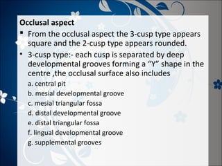 Occlusal aspect
 From the occlusal aspect the 3-cusp type appears
square and the 2-cusp type appears rounded.
• 3-cusp type:- each cusp is separated by deep
developmental grooves forming a “Y” shape in the
centre ,the occlusal surface also includes
a. central pit
b. mesial developmental groove
c. mesial triangular fossa
d. distal developmental groove
e. distal triangular fossa
f. lingual developmental groove
g. supplemental grooves

 