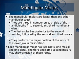 Mandibular Molars
• The mandibular molars are larger than any other
mandibular teeth.
• They are three in number on each side of the
mandible ,the first, second, and third mandibular
molars.
• The first molar lies posterior to the second
premolar, followed by the second and third molars.
• They perform the major portion of the work of
the lower jaw in mastication.
• Each mandibular molar has two roots, one mesial
and one distal. The third and some second molars
may show a fusion of these roots.

 