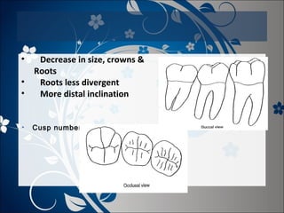 •
•
•

Decrease in size, crowns &
Roots
Roots less divergent
More distal inclination

•

Cusp number

 