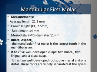 Mandibular First Molar
• Measurements:
Average length 21.5 mm
• Crown length (CL) 7.5mm,
• Root length 14 mm
• Mesiodistal (MD) diameter 11mm
• Buccal Aspect:
the mandibular first molar is the largest tooth in the
mandibular arch.
• It has five well-developed cusps: two buccal, two
lingual, and a distal cusp.
• It has two well-developed roots, one mesial and one
distal. These roots are widely separated at the apices.

 