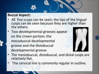 Buccal Aspect:
• All five cusps can be seen; the tips of the lingual
cusps can be seen because they are higher than
the others.
• Two developmental grooves appear
on the crown portion; the
mesiobuccal developmental
groove and the distobuccal
developmental groove.
• The mesiobuccal, distobuccal, and distal cusps are
relatively flat.
• The cervical line is commonly regular in outline.

 