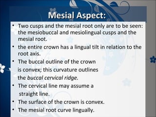 Mesial Aspect:
• Two cusps and the mesial root only are to be seen:
the mesiobuccal and mesiolingual cusps and the
mesial root.
• the entire crown has a lingual tilt in relation to the
root axis.
• The buccal outline of the crown
is convex; this curvature outlines
the buccal cervical ridge.
• The cervical line may assume a
straight line.
• The surface of the crown is convex.
• The mesial root curve lingually.

 