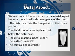 Distal Aspect:
• We see more of the tooth than in the mesial aspect
because there is a distal convergence of the tooth.
• The distal cusp is in the foreground of the crown
portion.
• The distal contact area is placed just
below the distal cusp.
• The distal marginal ridge is short.
The surface is convex.
• The cervical line is straight.

 