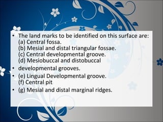 • The land marks to be identified on this surface are:
(a) Central fossa.
(b) Mesial and distal triangular fossae.
(c) Central developmental groove.
(d) Mesiobuccal and distobuccal
• developmental grooves.
• (e) Lingual Developmental groove.
(f) Central pit
• (g) Mesial and distal marginal ridges.

 