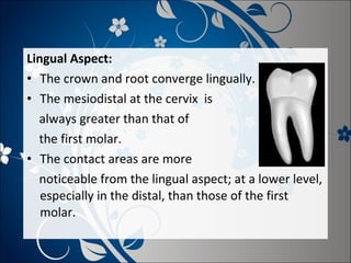 Lingual Aspect:
• The crown and root converge lingually.
• The mesiodistal at the cervix is
always greater than that of
the first molar.
• The contact areas are more
noticeable from the lingual aspect; at a lower level,
especially in the distal, than those of the first
molar.

 