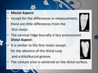 • Mesial Aspect:
• Except for the differences in measurement,
there are little differences from the
first molar.
• The cervical ridge buccally is less pronounced.
Distal Aspect:
• It is similar to the first molar except
for the absence of the distal cusp
and a distobuccal groove.
• The contact area is centered on the distal surface.

 