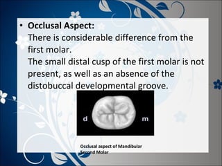 • Occlusal Aspect:
There is considerable difference from the
first molar.
The small distal cusp of the first molar is not
present, as well as an absence of the
distobuccal developmental groove.

Occlusal aspect of Mandibular
Second Molar

 