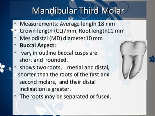 Mandibular Third Molar
•
•
•
•
•

Measurements: Average length 18 mm
Crown length (CL)7mm, Root length11 mm
Mesiodistal (MD) diameter10 mm
Buccal Aspect:
vary in outline buccal cusps are
short and rounded.
• shows two roots, mesial and distal,
shorter than the roots of the first and
second molars, and their distal
inclination is greater.
• The roots may be separated or fused.

 