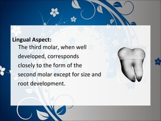 Lingual Aspect:
The third molar, when well
developed, corresponds
closely to the form of the
second molar except for size and
root development.

 