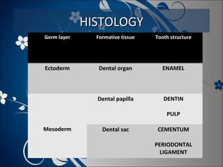 HISTOLOGY
Germ layer

Formative tissue

Tooth structure

Ectoderm

Dental organ

ENAMEL

Dental papilla

DENTIN
PULP

Mesoderm

Dental sac

CEMENTUM
PERIODONTAL
LIGAMENT

 