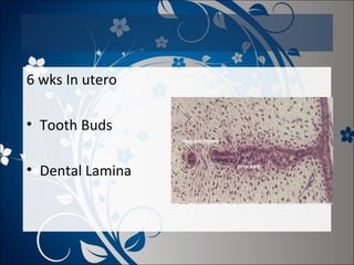 6 wks In utero
• Tooth Buds
• Dental Lamina

 