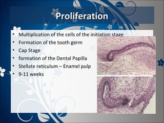 Proliferation
•
•
•
•
•
•

Multiplication of the cells of the initiation stage
Formation of the tooth germ
Cap Stage
formation of the Dental Papilla
Stellate reticulum – Enamel pulp
9-11 weeks

 