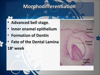 Morphodifferentiation
•
•
•
•

Advanced bell stage.
Inner enamel epithelium
Formation of Dentin
Fate of the Dental Lamina
18th week

 