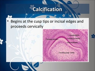 Calcification
• Begins at the cusp tips or incisal edges and
proceeds cervically

 