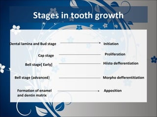 Stages in tooth growth
Dental lamina and Bud stage
Cap stage
Bell stage[ Early]
Bell stage {advanced}
Formation of enamel
and dentin matrix

Initiation
Proliferation
Hiisto defferentiation
Morpho defferentitiation
Apposition

 