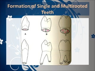 Formation of Single and Multirooted
Teeth

 