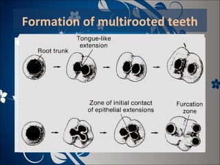 Formation of multirooted teeth

 
