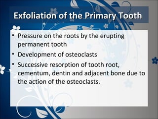 Exfoliation of the Primary Tooth
• Pressure on the roots by the erupting
permanent tooth
• Development of osteoclasts
• Successive resorption of tooth root,
cementum, dentin and adjacent bone due to
the action of the osteoclasts.

 