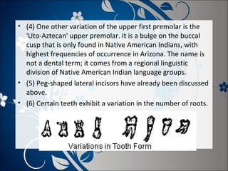 • (4) One other variation of the upper first premolar is the
'Uto-Aztecan' upper premolar. It is a bulge on the buccal
cusp that is only found in Native American Indians, with
highest frequencies of occurrence in Arizona. The name is
not a dental term; it comes from a regional linguistic
division of Native American Indian language groups.
• (5) Peg-shaped lateral incisors have already been discussed
above.
• (6) Certain teeth exhibit a variation in the number of roots.

 