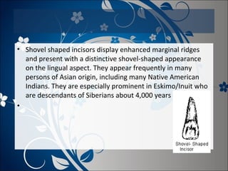 • Shovel shaped incisors display enhanced marginal ridges
and present with a distinctive shovel-shaped appearance
on the lingual aspect. They appear frequently in many
persons of Asian origin, including many Native American
Indians. They are especially prominent in Eskimo/Inuit who
are descendants of Siberians about 4,000 years ago.
•

 