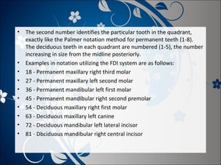 •

•
•
•
•
•
•
•
•
•

The second number identifies the particular tooth in the quadrant,
exactly like the Palmer notation method for permanent teeth (1-8).
The deciduous teeth in each quadrant are numbered (1-5), the number
increasing in size from the midline posteriorly.
Examples in notation utilizing the FDI system are as follows:
18 - Permanent maxillary right third molar
27 - Permanent maxillary left second molar
36 - Permanent mandibular left first molar
45 - Permanent mandibular right second premolar
54 - Deciduous maxillary right first molar
63 - Deciduous maxillary left canine
72 - Deciduous mandibular left lateral incisor
81 - Dbciduous mandibular right central incisor

 