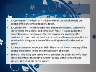 • 7. Cementum - The layer of hard, bonelike tissue which covers the
dentin of the anatomical root of a tooth.
• 8. Cervical line - The identifiable line around the external surface of a
tooth where the enamel and cementum meet. It is also called the
cemento-enamel junction or CEJ. The cervical line separates the
anatomical crown and the anatomical root, and is a constant entity. Its
location is in the general area of the tooth spoken of as the neck or
cervix
• 9. Dentino-enamel junction or DEJ - The internal line of meeting of the
dentin and enamel in the anatomical crown of a tooth.
• 10.Pulp - The living soft tissue which occupies the pulp cavity of a vital
tooth. It contains the tooth's nutrient supply in the form of blood
vessels, as well as the nerve supply.

 