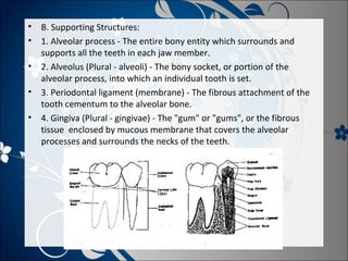 • B. Supporting Structures:
• 1. Alveolar process - The entire bony entity which surrounds and
supports all the teeth in each jaw member.
• 2. Alveolus (Plural - alveoli) - The bony socket, or portion of the
alveolar process, into which an individual tooth is set.
• 3. Periodontal ligament (membrane) - The fibrous attachment of the
tooth cementum to the alveolar bone.
• 4. Gingiva (Plural - gingivae) - The "gum" or "gums", or the fibrous
tissue enclosed by mucous membrane that covers the alveolar
processes and surrounds the necks of the teeth.

 