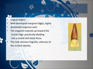 •
•
•
•

•

Lingual Aspect
Well-developed marginal ridges ,highly
developed cingulum seen
The cingulum extends up toward the
incisal ridge ,practically dividing
into a mesial and distal fossa.
The root narrows lingually ,whereas its
flat surface labially..

 