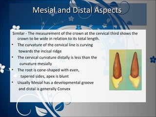 Mesial and Distal Aspects
Similar - The measurement of the crown at the cervical third shows the
crown to be wide in relation to its total length.
• The curvature of the cervical line is curving
towards the incisal ridge
• The cervical curvature distally is less than the
curvature mesially
• The root is cone-shaped with even,
tapered sides, apex is blunt
• Usually Mesial has a developmental groove
and distal is generally Convex

 