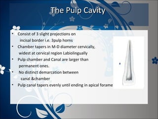 The Pulp Cavity
•
•
•
•
•

Consist of 3 slight projections on
incisal border i.e. 3pulp horns
Chamber tapers in M-D diameter cervically,
widest at cervical region Labiolingually
Pulp chamber and Canal are larger than
permanent ones.
No distinct demarcation between
canal &chamber
Pulp canal tapers evenly until ending in apical foramen

 
