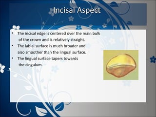 Incisal Aspect
•
•
•

The incisal edge is centered over the main bulk
of the crown and is relatively straight.
The labial surface is much broader and
also smoother than the lingual surface.
The lingual surface tapers towards
the cingulum.

 