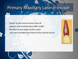 Primary Maxillary Lateral Incisor
•
•

Similar to the central incisor from all
aspects, but its dimensions differ width.
The disto-incisal angles of the crown
are more rounded than those of the central incisor.

 