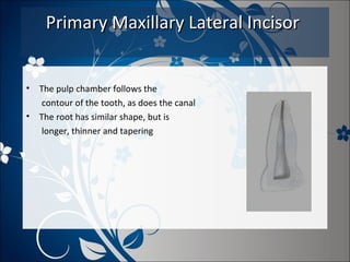 Primary Maxillary Lateral Incisor
•
•

The pulp chamber follows the
contour of the tooth, as does the canal
The root has similar shape, but is
longer, thinner and tapering

 