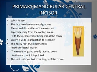 PRIMARY MANDIBULAR CENTRAL
INCISOR
•
•

•
•
•
•

Labial Aspect
Flat face ,No developmental grooves
Mesial and distal sides of the crown are
tapered evenly from the contact areas,
with the measurement being less at the cervix
Crown is wide in proportion to its length
The heavy root trunk permanent
maxillary lateral incisor.
The root is long and evenly tapered down
to the apex, which is pointed.
The root is almost twice the length of the crown

 